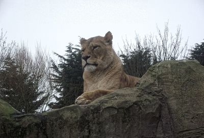 Lion relaxing on tree against sky