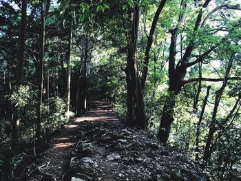 Trees in forest