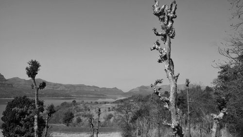 Panoramic shot of trees on field against clear sky