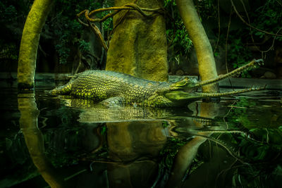 View of a turtle in lake