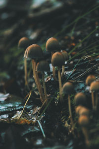 Close-up of mushroom growing outdoors