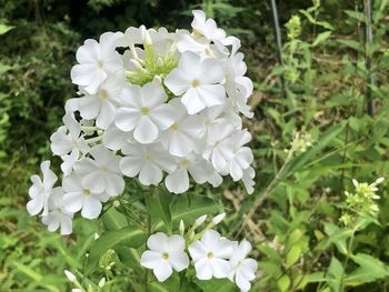 Close-up of white flowering plants