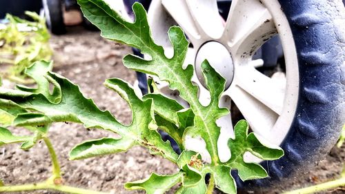 High angle view of plants