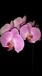 Close-up of pink orchid