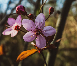 Close-up of pink cherry blossoms