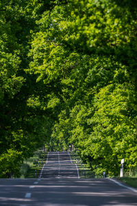 Empty road amidst trees