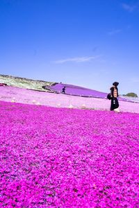Woman standing on pink flowering plants on field against sky
