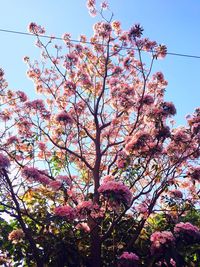 Low angle view of pink flower tree against sky