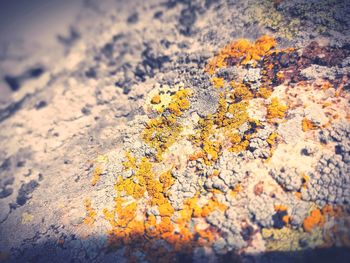 Close-up of lichen on rock