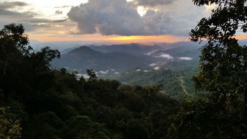 Scenic view of forest against sky