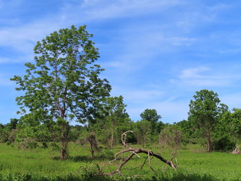 Trees growing on field against sky