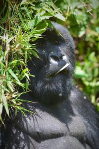 Monkey in a forest