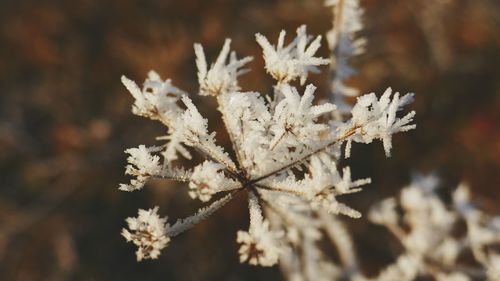 Close-up of frozen plant