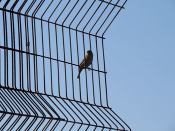 Low angle view of bird perching on metal fence against sky