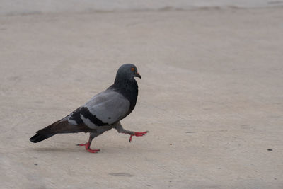 High angle view of pigeon perching on the beach