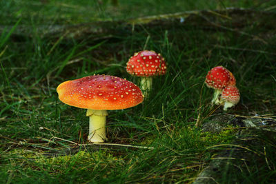 Close-up of mushroom growing on field