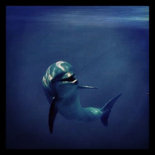 Dolphine