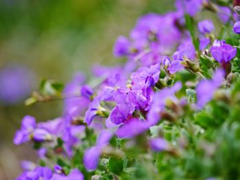 Close-up of purple flowering plant