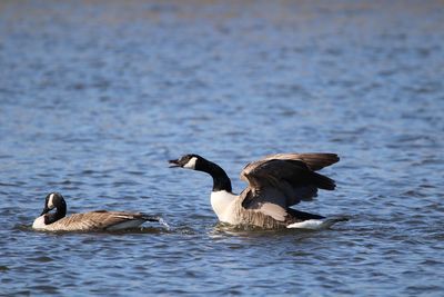 Canada goose calling on lake