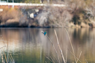 Close-up of bird on lake