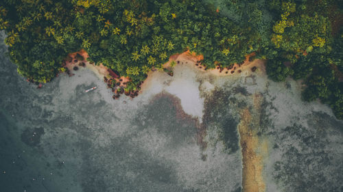 High angle view of plants by trees