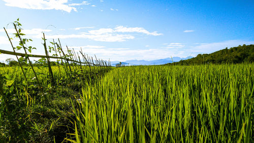 Scenic view of agricultural field against sky