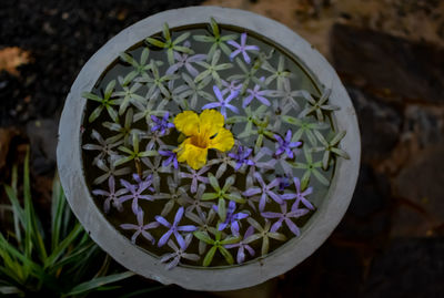 High angle view of potted plant