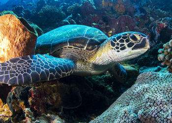 View of turtle swimming in sea