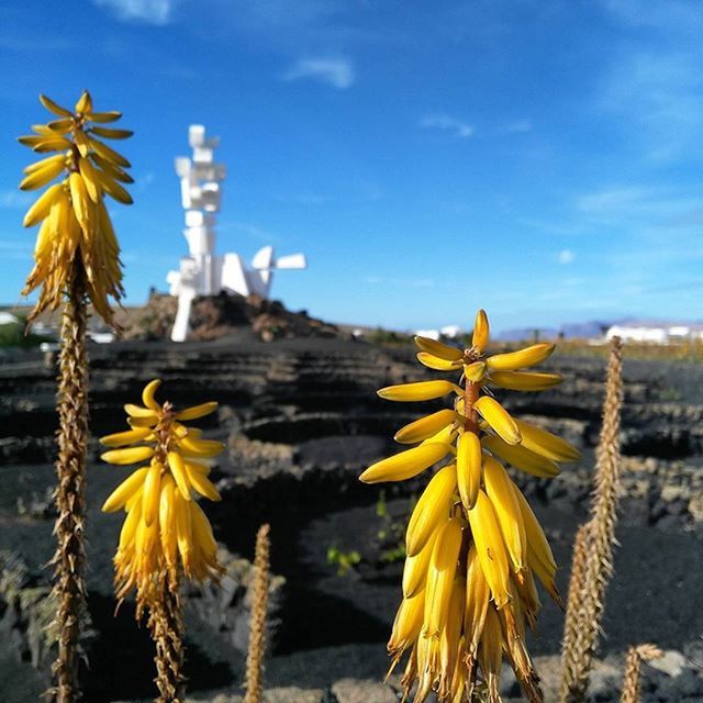 flower, yellow, focus on foreground, fragility, petal, growth, plant, freshness, beauty in nature, nature, close-up, sky, field, blooming, flower head, tranquility, stem, day, no people, outdoors