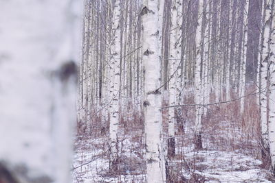 Close-up of tree trunk during winter