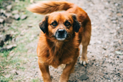 Portrait of dog standing on field