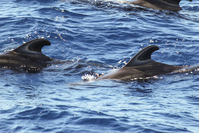 View of whale swimming in sea