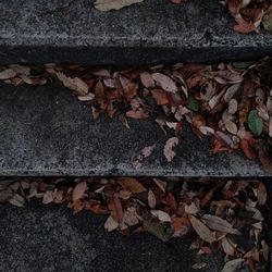 Autumn leaves on white background