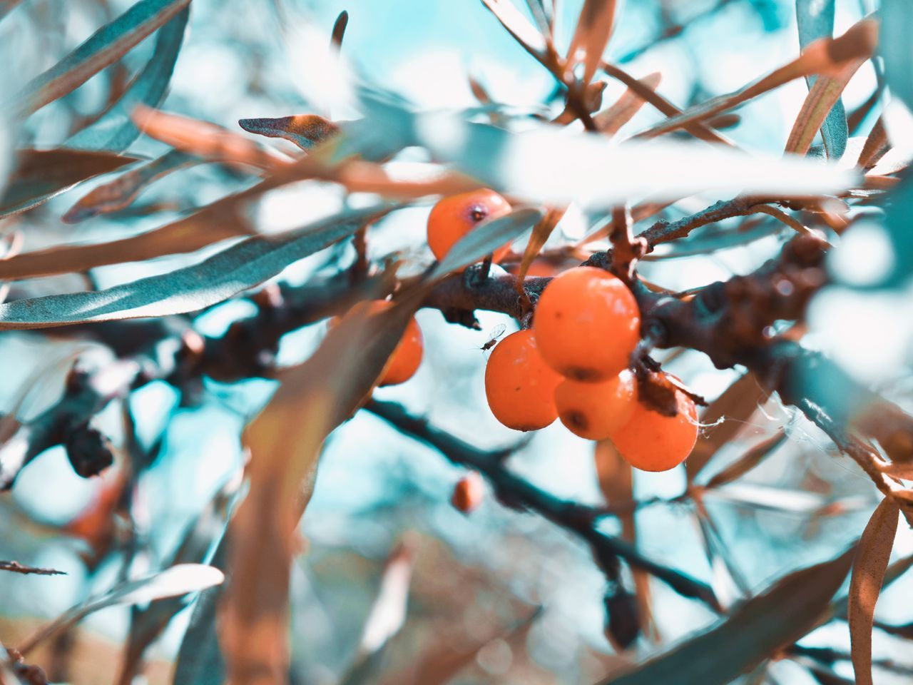 branch, fruit, food, tree, plant, food and drink, spring, healthy eating, leaf, nature, flower, growth, no people, plant part, close-up, macro photography, day, autumn, produce, outdoors, persimmon, freshness, beauty in nature, focus on foreground, twig, blossom, orange color, blue, sunlight, low angle view, wellbeing, ripe, agriculture, selective focus, winter