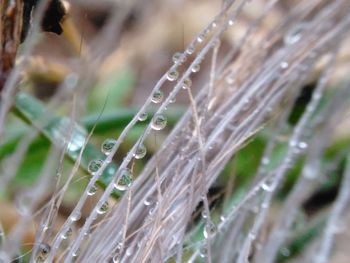 Close-up of water drops on spider web