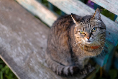 Close-up portrait of a cat