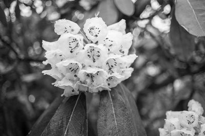 Close-up of flower against blurred background