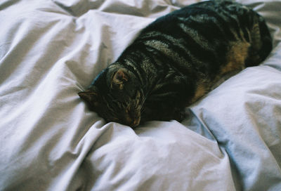 High angle view of cat sleeping on bed