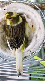 Bird at jail