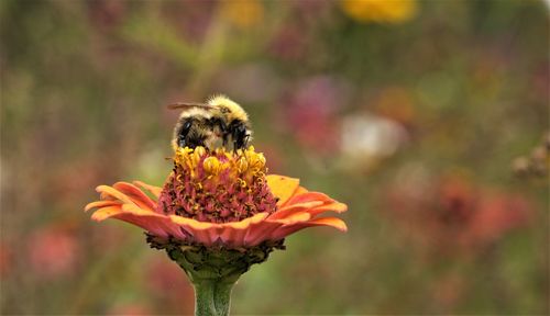Close-up of bee pollinating on flower