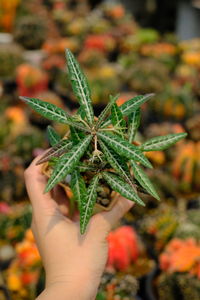 Cropped hand holding autumn leaves