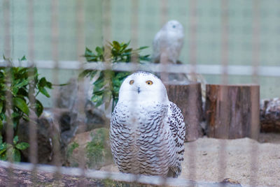 Close-up of owl perching outdoors