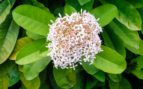 High angle view of flowering plant