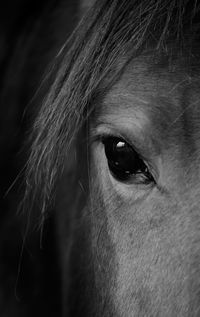 Close-up of portrait of black dog