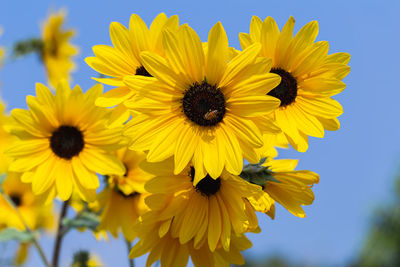 Close-up of sunflower