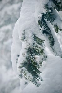 Close-up of frozen plant