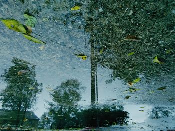 Reflection of trees in water