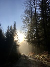 Road amidst trees in forest against sky