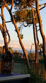 Trees by sea against sky