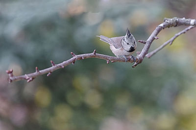 Close-up of bird flying